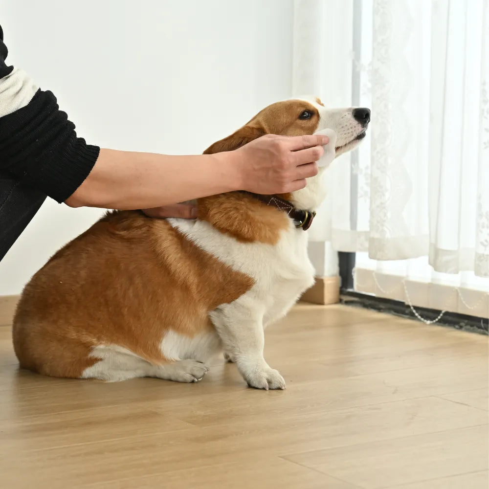 https://cdn.petfairs.com/pfblob/upload/20260423/a8a6c34fd21e23695302f5874c769091.webp